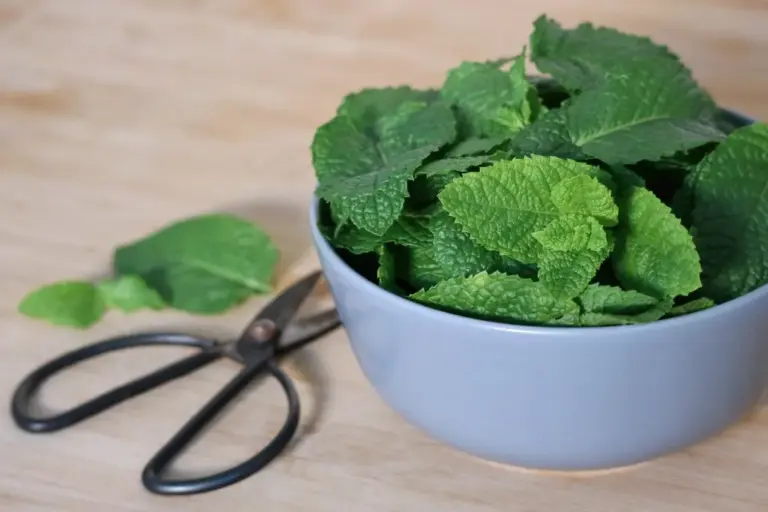 Hop ! Un sirop de menthe citronnée, simple et efficace ! – M comme Mademoiselle
