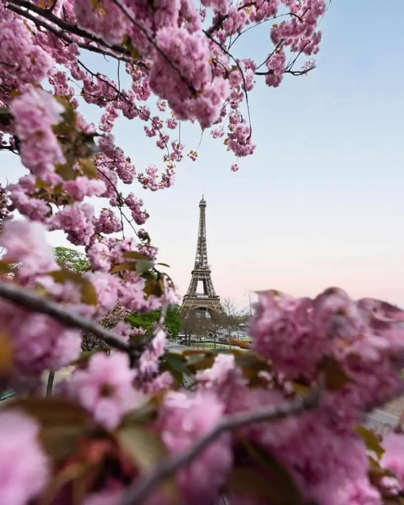 The Ultimate Guide to Witnessing Cherry Blossom in Paris 2025