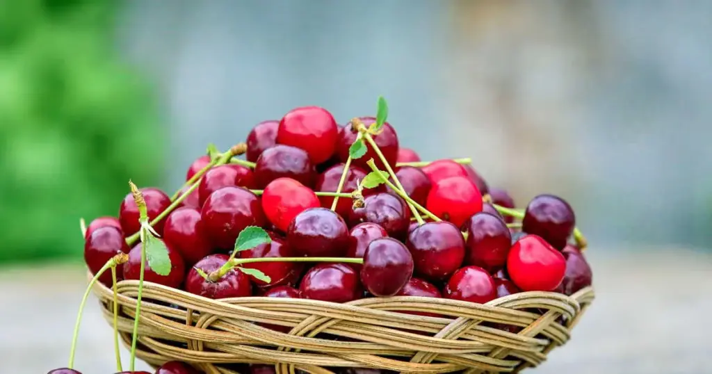 Peut-on congeler des cerises ?