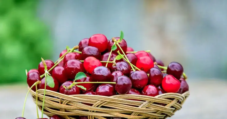 Peut-on congeler des cerises ?