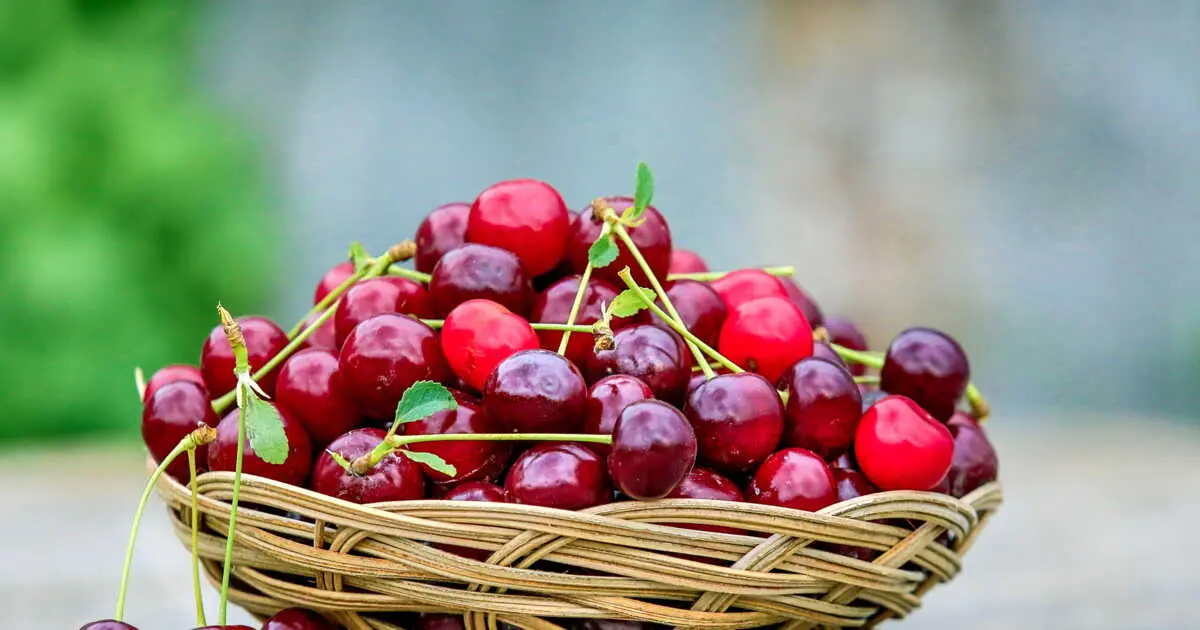 Peut-on congeler des cerises ? 2 congeler des cerises