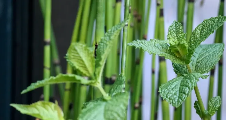 Hop ! Un sirop de menthe citronnée, simple et efficace ! – M comme Mademoiselle