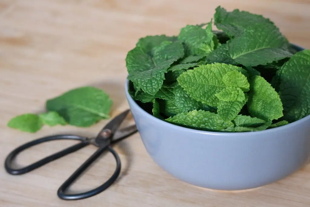 Hop ! Un sirop de menthe citronnée, simple et efficace ! - M comme Mademoiselle 2 recettes de cuisine