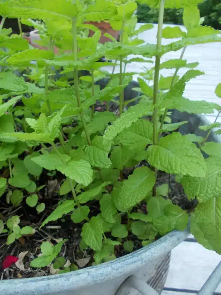 Sirop de menthe maison par Ma Bulle Naturo
