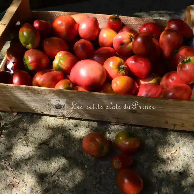 La tomate, le fruit star de l