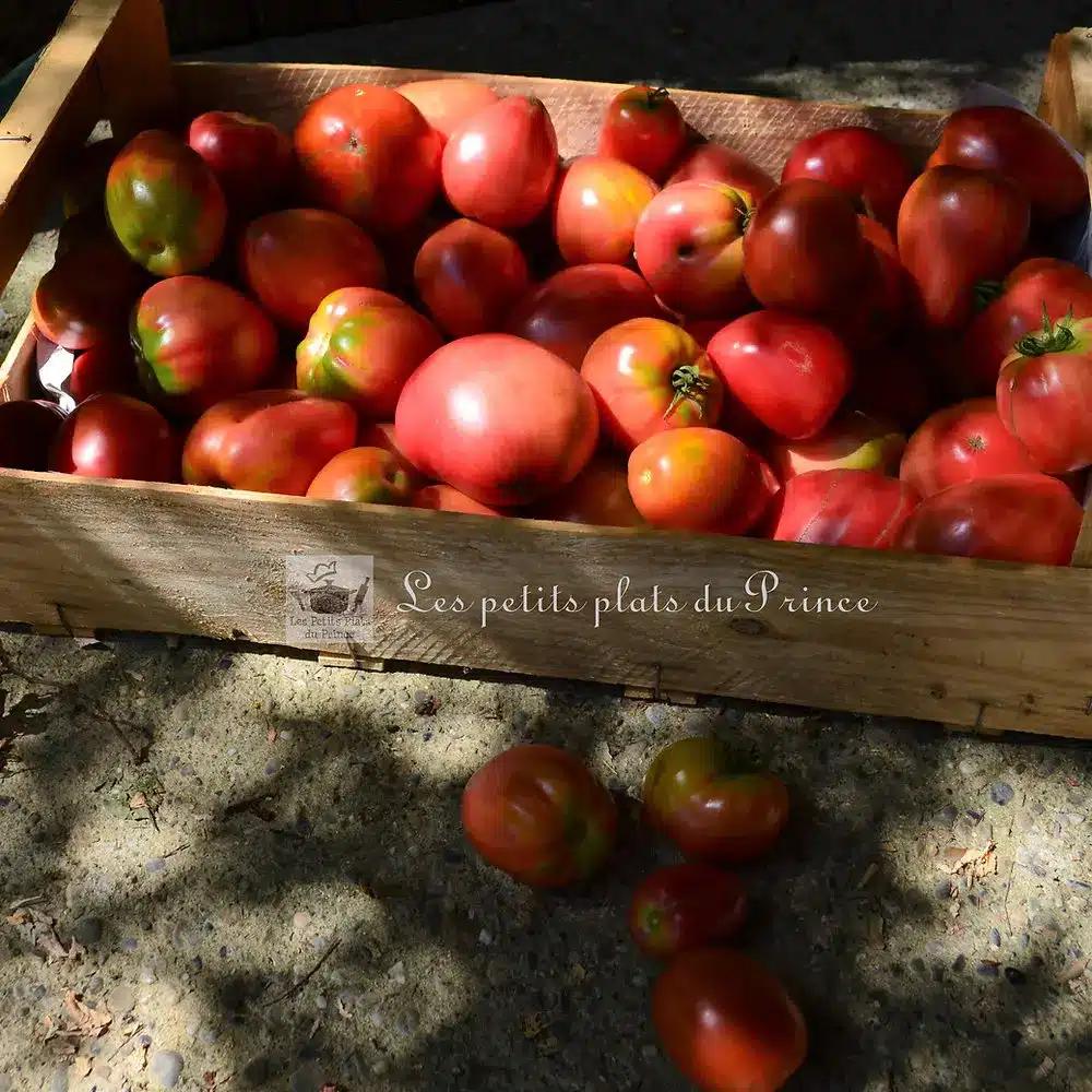 La tomate, le fruit star de l